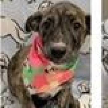 Ghirardelli -  Shepherd and Mountain Cur Dog for Adoption in Clearwater, Florida - Ghirardelli | PetCurious