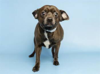Chihuahua and Mixed Breed Dogs Available for Adoption in Phoenix, Arizona - BOWIE | PetCurious