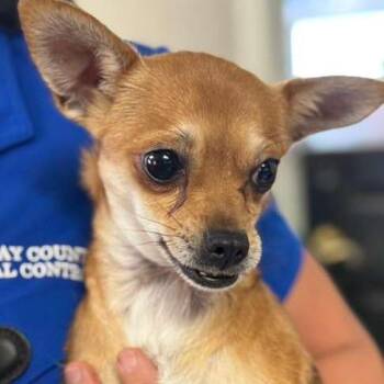 Mixed Breed and Pug Dogs Available for Adoption in Wantagh, New York - Chica | PetCurious