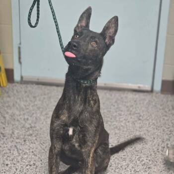 Dutch Shepherd Dogs Available for Adoption - Apache- Located In Missouri | PetCurious