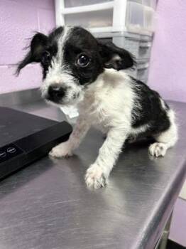 61257783 -  Mixed Breed Dog for Adoption in El Paso, Texas - 61257783 | PetCurious