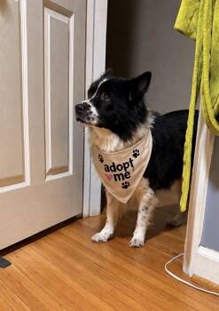 Manny -  Border Collie Dog for Adoption in Randleman, North Carolina - Manny | PetCurious