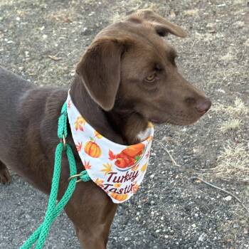 Rescue Chocolate Labrador Retriever Dogs for Adoption in Austin, Texas - Scamp | PetCurious