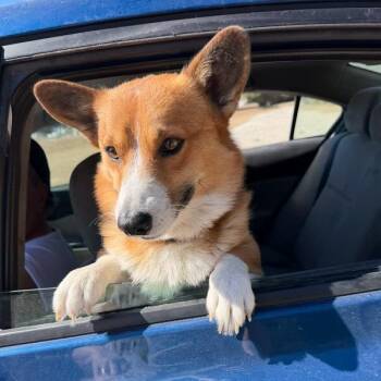 Benjamin -  Corgi Dog for Adoption in Williston, Florida - Benjamin | PetCurious