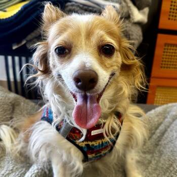Crispin 14158 -  Spaniel Dog for Adoption in San Francisco, California - Crispin 14158 | PetCurious