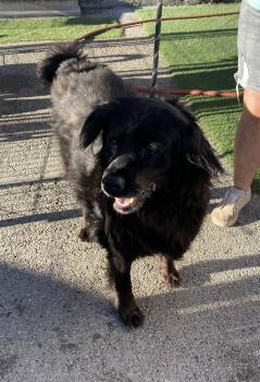 Mama Bear -  Flat Coated Retriever Dog for Adoption in Hopkinsville, Kentucky - Mama Bear | PetCurious