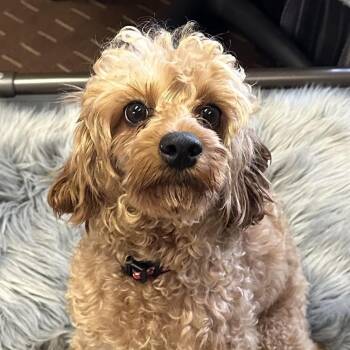Eugene -  Poodle Dog for Adoption in Dayton, Minnesota - Eugene | PetCurious