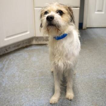 Pluto -  Cairn Terrier and Mixed Breed Dog for Adoption in Pawling, New York - Pluto | PetCurious