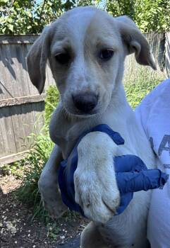 Frannie Frances -  Golden Retriever and Labrador Retriever Dog for Adoption in Bull Valley, Illinois - Frannie Frances | PetCurious