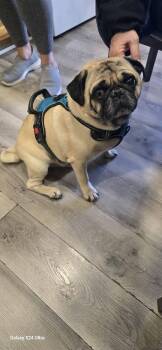 Pug Dogs Available for Adoption in Tenafly, New Jersey - Frank | PetCurious