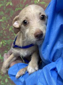 Rebel -  Terrier and Mixed Breed Dog for Adoption in San Antonio, Texas - Rebel | PetCurious