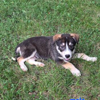 Zeppelin -  Mixed Breed Dog for Adoption in Breese, Illinois - Zeppelin | PetCurious