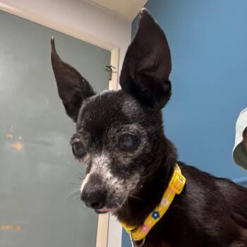 Edith -  Chihuahua Dog for Adoption in Helena, Alabama - Edith | PetCurious