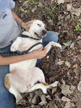 Rescue Australian Cattle Dog Blue Heeler Dogs for Adoption - Dixie | PetCurious