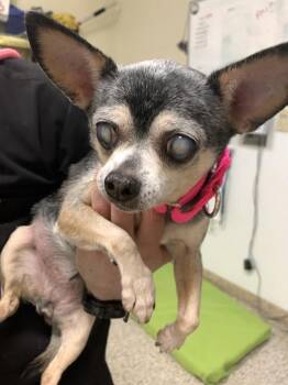 Chihuahua Dogs Available for Adoption in Vancouver, Washington - Roxy | PetCurious