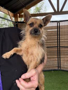 Lark -  Yorkshire Terrier Dog for Adoption in Temecula, California - Lark | PetCurious