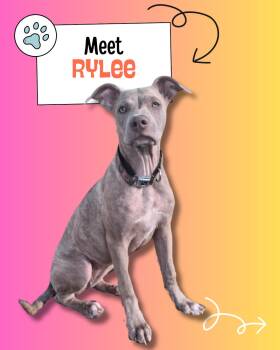 Rescue Weimaraner and Catahoula Leopard Dog Dogs for Adoption in Sulphur, Kentucky - Rylee | PetCurious