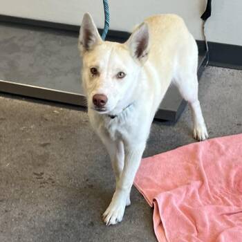 Marge -  Mixed Breed Dog for Adoption in Las Cruces, New Mexico - Marge | PetCurious