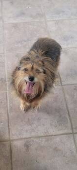 Marley -  Pomeranian and Yorkshire Terrier Dog for Adoption in Utica, Michigan - Marley | PetCurious
