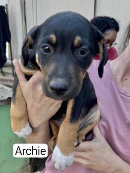 Rescue Border Collie Dogs for Adoption in Manchester, Connecticut - Archie | PetCurious