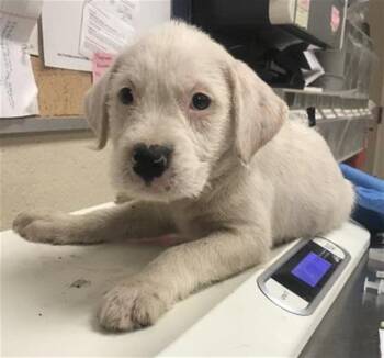 PUTZIE -  Pit Bull Terrier and Mixed Breed Dog for Adoption in Conroe, Texas - PUTZIE | PetCurious