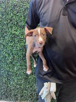 61425536 -  Mixed Breed Dog for Adoption in El Paso, Texas - 61425536 | PetCurious