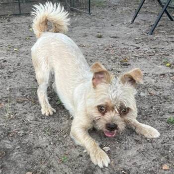 Cairn Terrier and Yorkshire Terrier Dogs Available for Adoption - Tim Bits | PetCurious