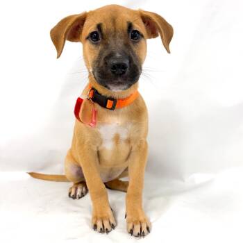 936 (2026) Orange Blossom -  Shepherd and Mixed Breed Dog for Adoption in Parker, Colorado - 936 (2026) Orange Blossom | PetCurious