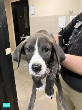 Pixie -  Pit Bull Terrier Dog for Adoption in Tacoma, Washington - Pixie | PetCurious
