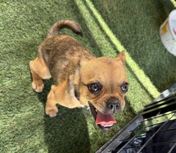 Pug Dogs Available for Adoption - Monique | PetCurious