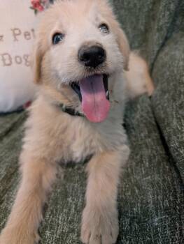 Drift -  Golden Retriever Dog for Adoption in Kiowa, Oklahoma - Drift | PetCurious