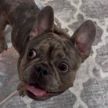 Taz -  French Bulldog Dog for Adoption in Huber Heights, Ohio - Taz | PetCurious