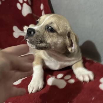 ISLA -  Mixed Breed Dog for Adoption in Richmond, California - ISLA | PetCurious