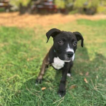 Josianne--In Foster -  Pit Bull Terrier and Mixed Breed Dog for Adoption in Fargo, North Dakota - Josianne--In Foster | PetCurious