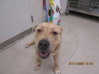 Handsome Jack(831) -  Pit Bull Terrier Dog for Adoption in Marietta, Georgia - Handsome Jack(831) | PetCurious