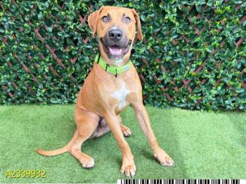 RAFFERTY -  Mixed Breed Dog for Adoption in West Palm Beach, Florida - RAFFERTY | PetCurious