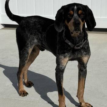 Mickey -  Bluetick Coonhound Dog for Adoption in Harrisonburg, Virginia - Mickey | PetCurious