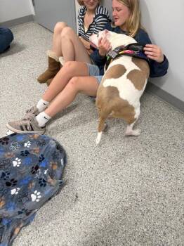Terrier Dogs Available for Adoption in Auburn, Indiana - Hooch | PetCurious
