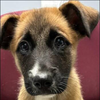 Smudge -  Shepherd Dog for Adoption in Rockville, Maryland - Smudge | PetCurious