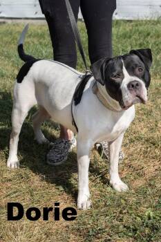 Rescue Mixed Breed Dogs for Adoption in Macomb, Illinois - Dorie | PetCurious
