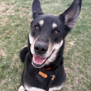 Bella May -  Alaskan Malamute and Mixed Breed Dog for Adoption in Saint Joseph, Missouri - Bella May | PetCurious