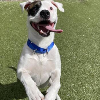 Mixed Breed Dogs Available for Adoption in South Burlington, Vermont - Juicebox | PetCurious