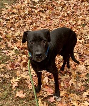 Rescue Mixed Breed Dogs for Adoption in Chamblee, Georgia - Trillow - IN FOSTER | PetCurious