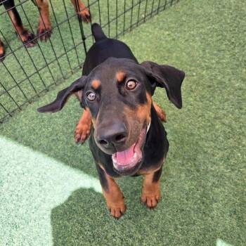 Millie 3599 (Lee pup white) -  Doberman Pinscher Dog for Adoption in Oakland Park, Florida - Millie 3599 (Lee Pup White) | PetCurious
