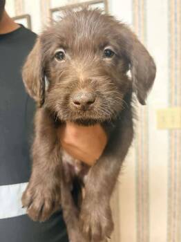 Labradoodle Dogs Available for Adoption - Remi (R Boys) | PetCurious