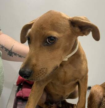 Baby Chunky Monkey -  Redbone Coonhound and Hound Dog for Adoption in Washington, District Of Columbia - Baby Chunky Monkey | PetCurious
