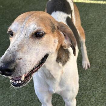 Jett 8060 -  Coonhound Dog for Adoption in Loxahatchee Groves, Florida - Jett 8060 | PetCurious