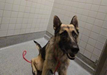 Rescue German Shepherd Dog Dogs for Adoption in Tustin, California - RICO | PetCurious