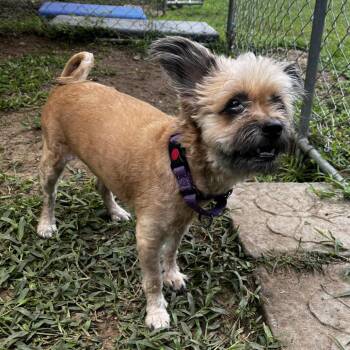Bella -  Yorkshire Terrier and Shih Tzu Dog for Adoption in Lakeland, Florida - Bella | PetCurious