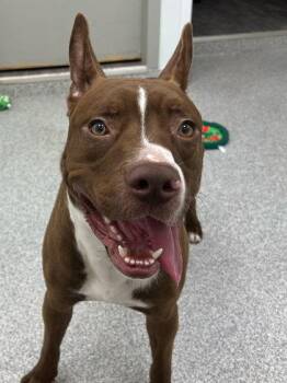 Cocoa -  Pit Bull Terrier and Mixed Breed Dog for Adoption in Elmira, New York - Cocoa | PetCurious
